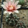 Gymnocalycium_sanluisensis